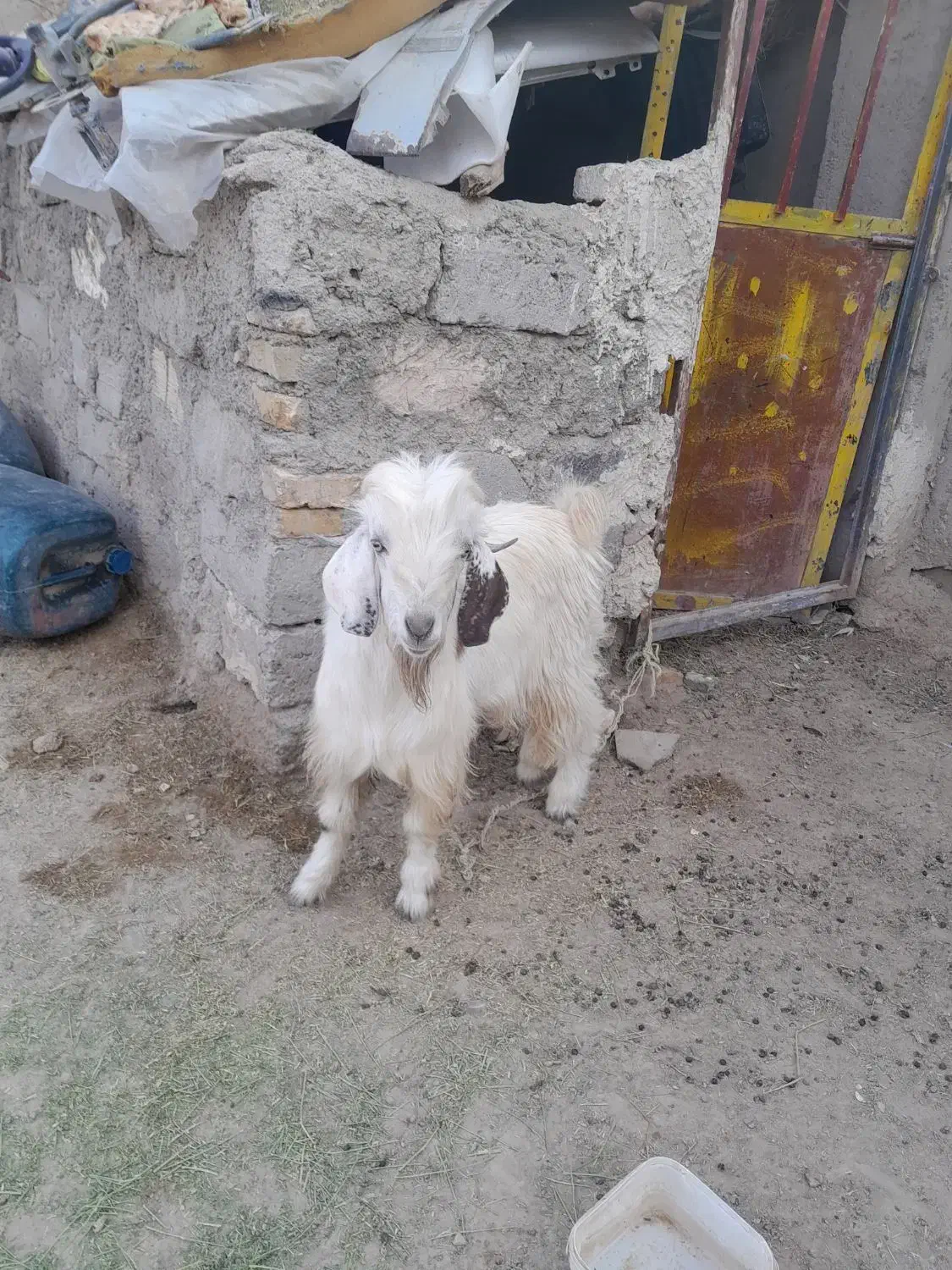 کعره نر|حیوانات مزرعه|زابل, |دیوار