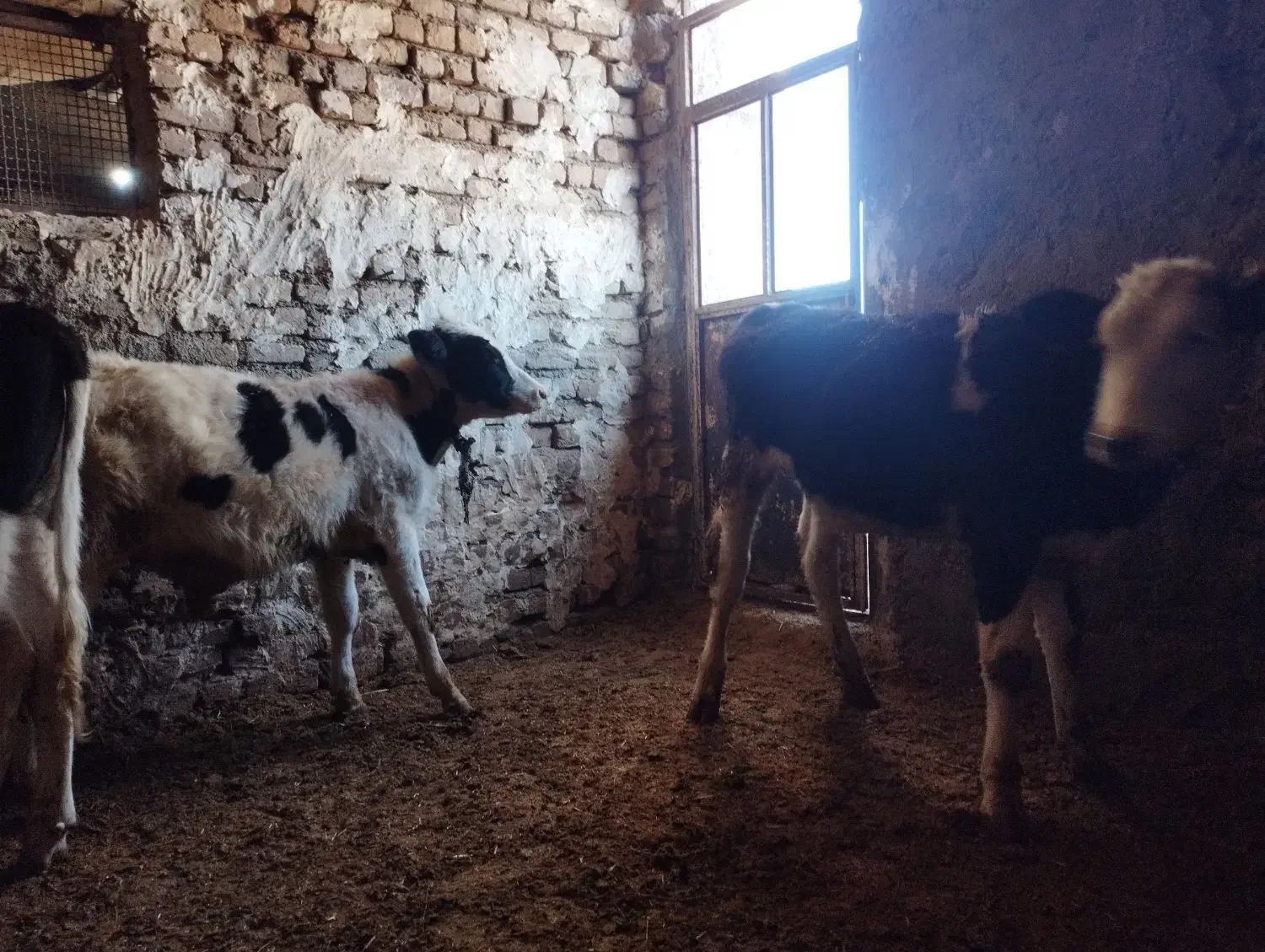 ۳راس گوساله نر جنس عالی|حیوانات مزرعه|الیگودرز, |دیوار