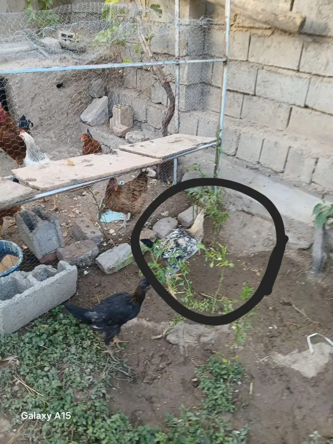 دو عدد جوجه|حیوانات مزرعه|لیلان, |دیوار