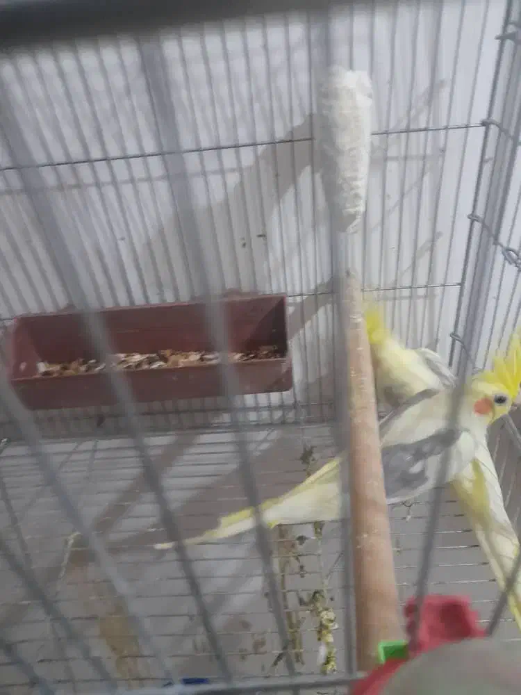 جفت عروس هلندی دوکت با ۳تا جوجه|پرنده|کارون, |دیوار