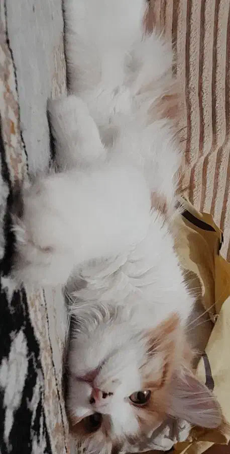 گربه نژاد دار|گربه|بیرجند, |دیوار