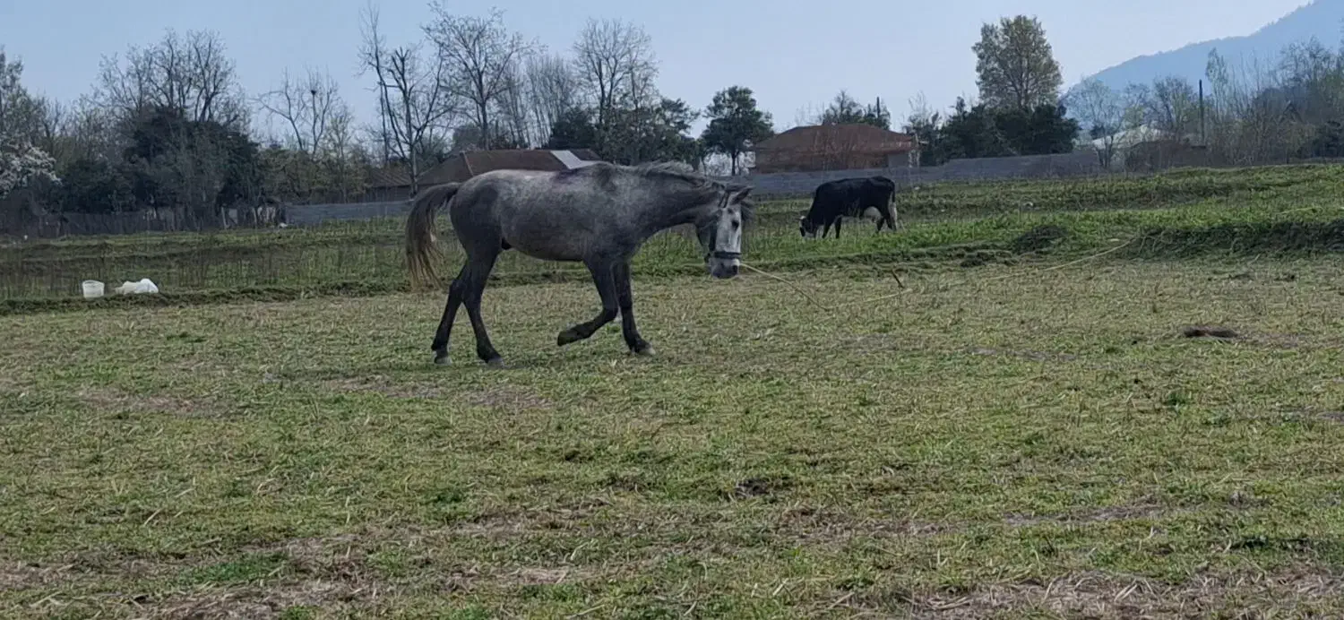 اسب|اسب و تجهیزات اسبسواری|ماسال, |دیوار