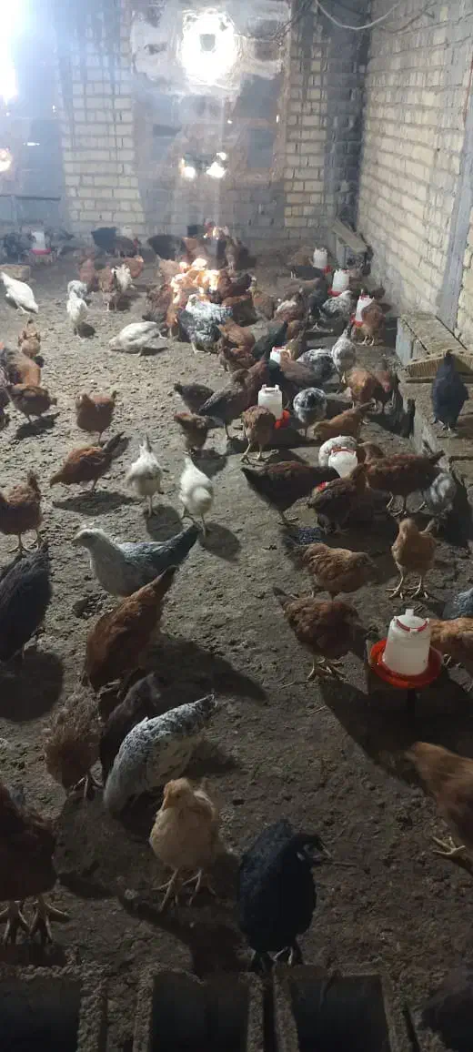 جوجه مرغ محلی|حیوانات مزرعه|شیراز, کرونی(خاتونک)|دیوار