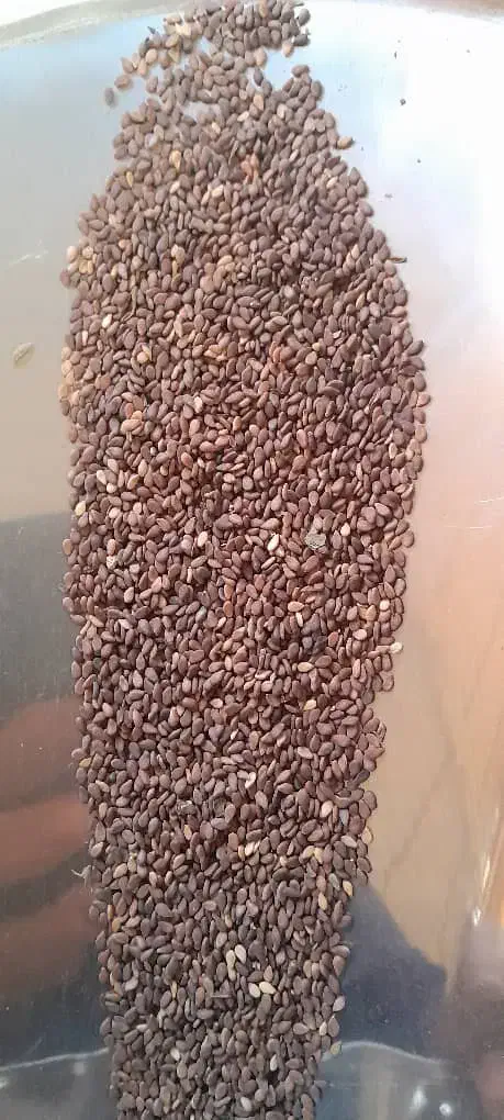 کنجد|عمدهفروشی|حمیدیه, |دیوار