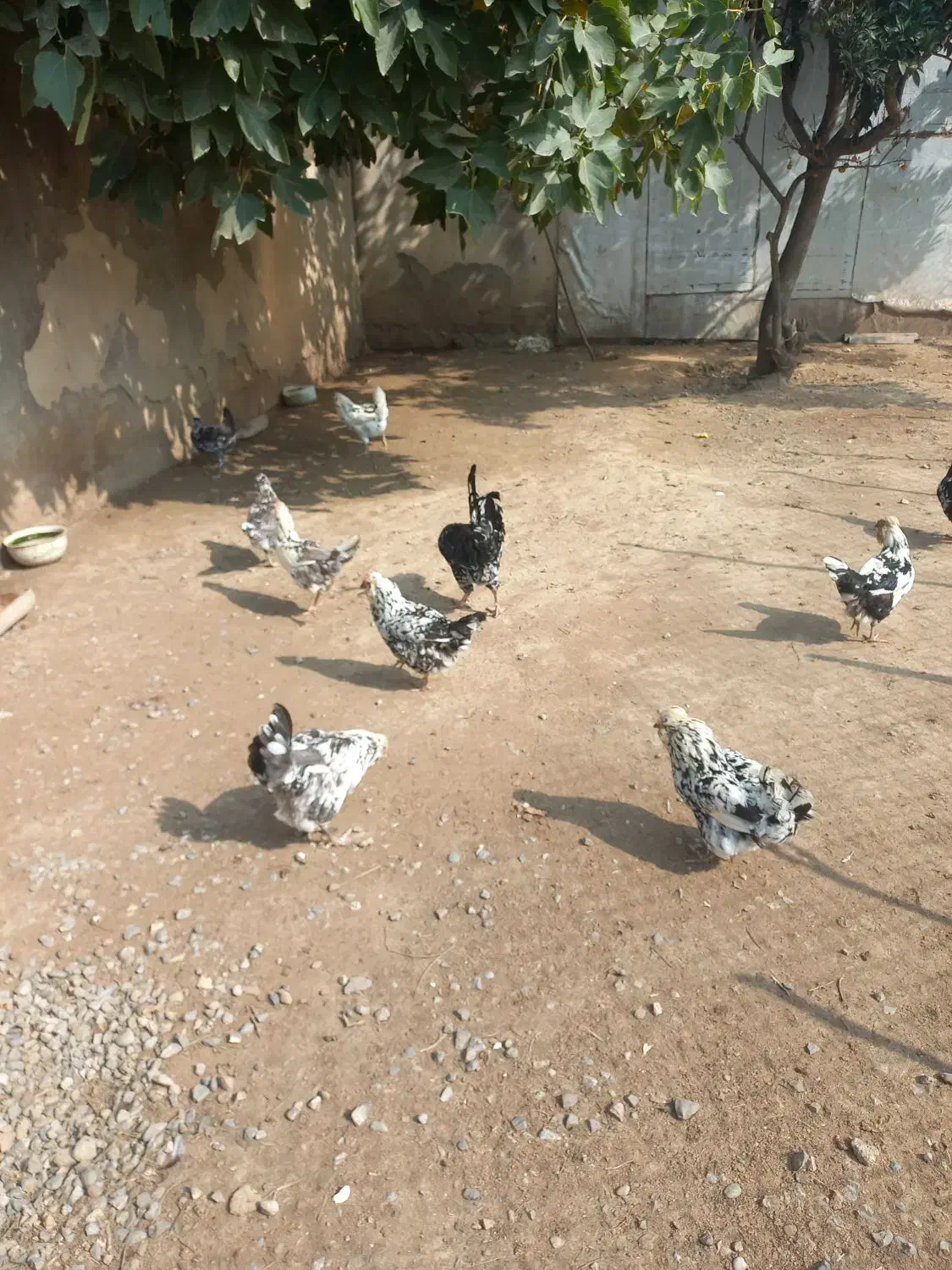 تخم نطفه دار گلین ریشو چهل تاج|حیوانات مزرعه|بهنمیر, |دیوار