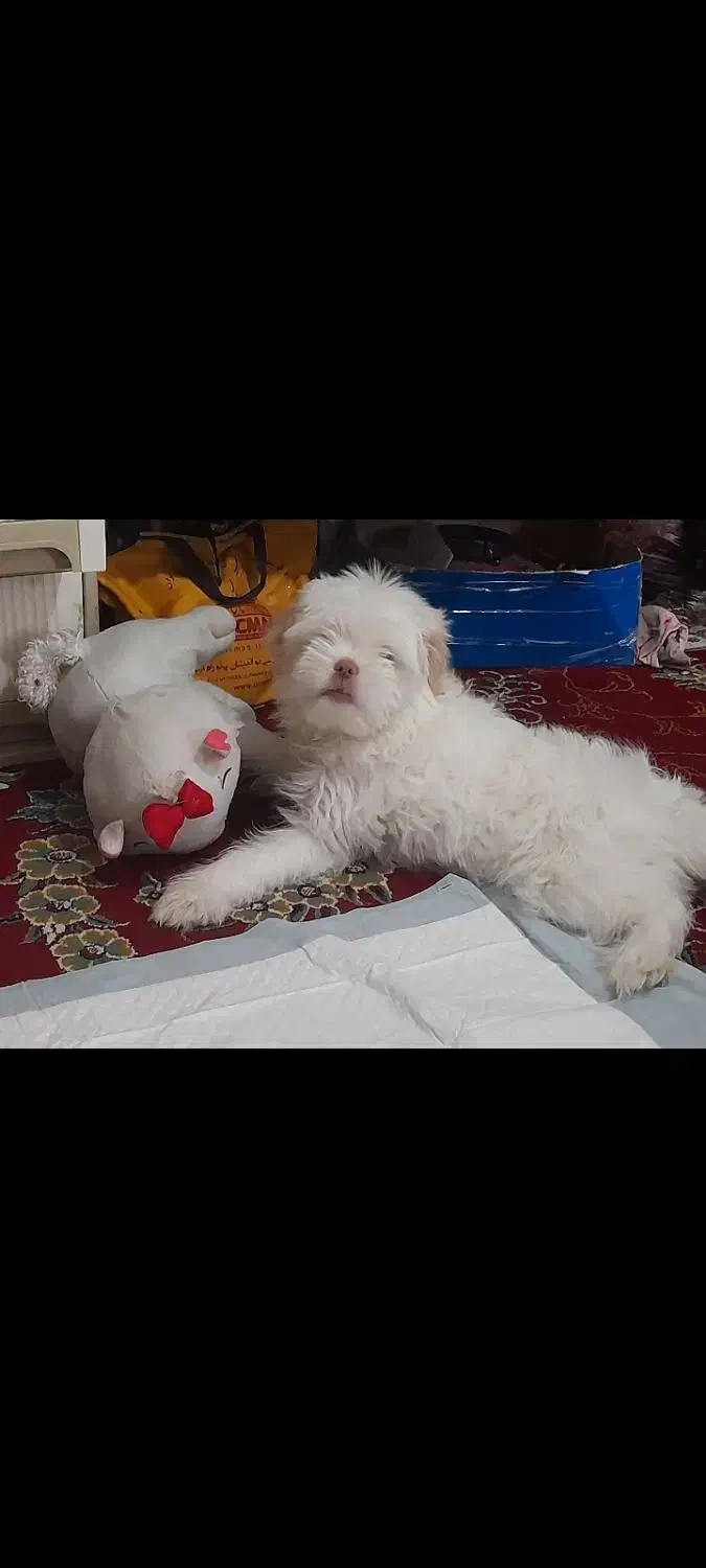 سگ شیتزو عروسکی|سگ|یاسوج, |دیوار