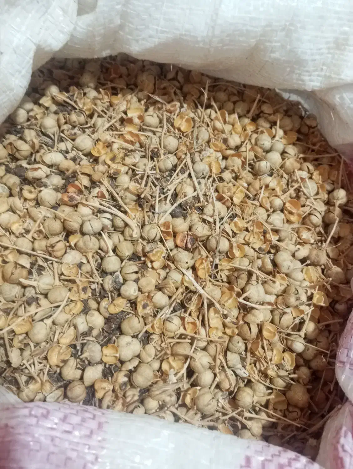 اسپند|گل و گیاه طبیعی|یاسوج, |دیوار