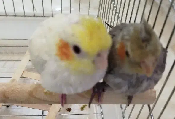 عروس هلندی|پرنده|کرج, حسن آباد|دیوار