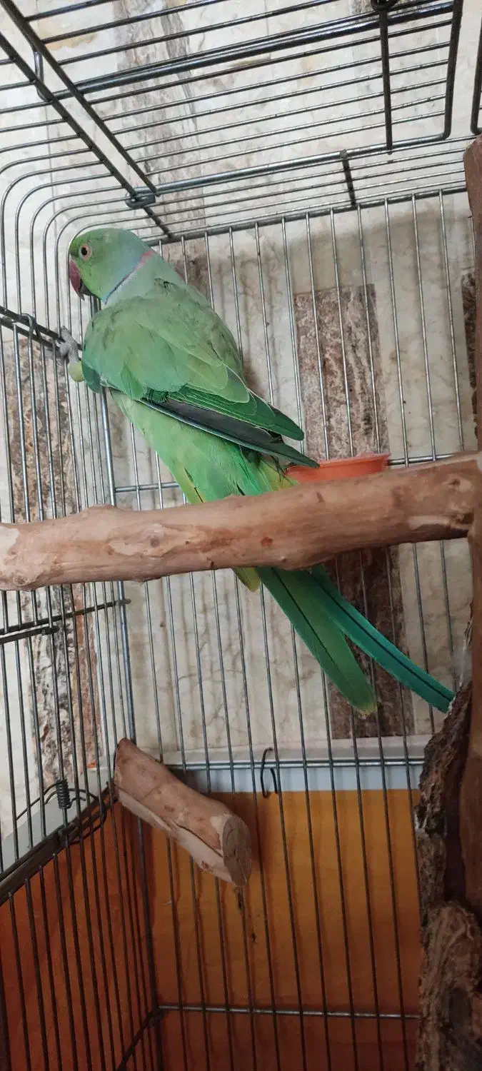 طوطی ملنگو|پرنده|اصفهان, کردآباد|دیوار