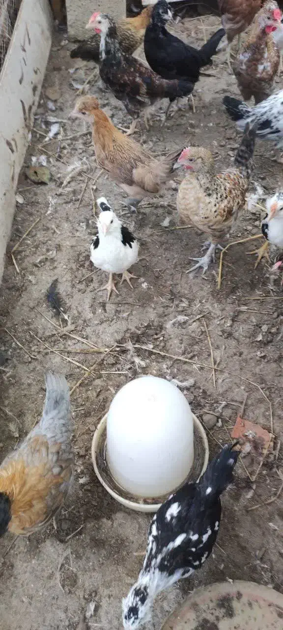 جوجه مرغ خروس محلی گلین|حیوانات مزرعه|رشت, رودبارتان|دیوار