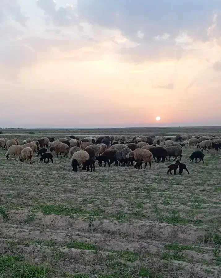 میش|حیوانات مزرعه|بروجن, |دیوار