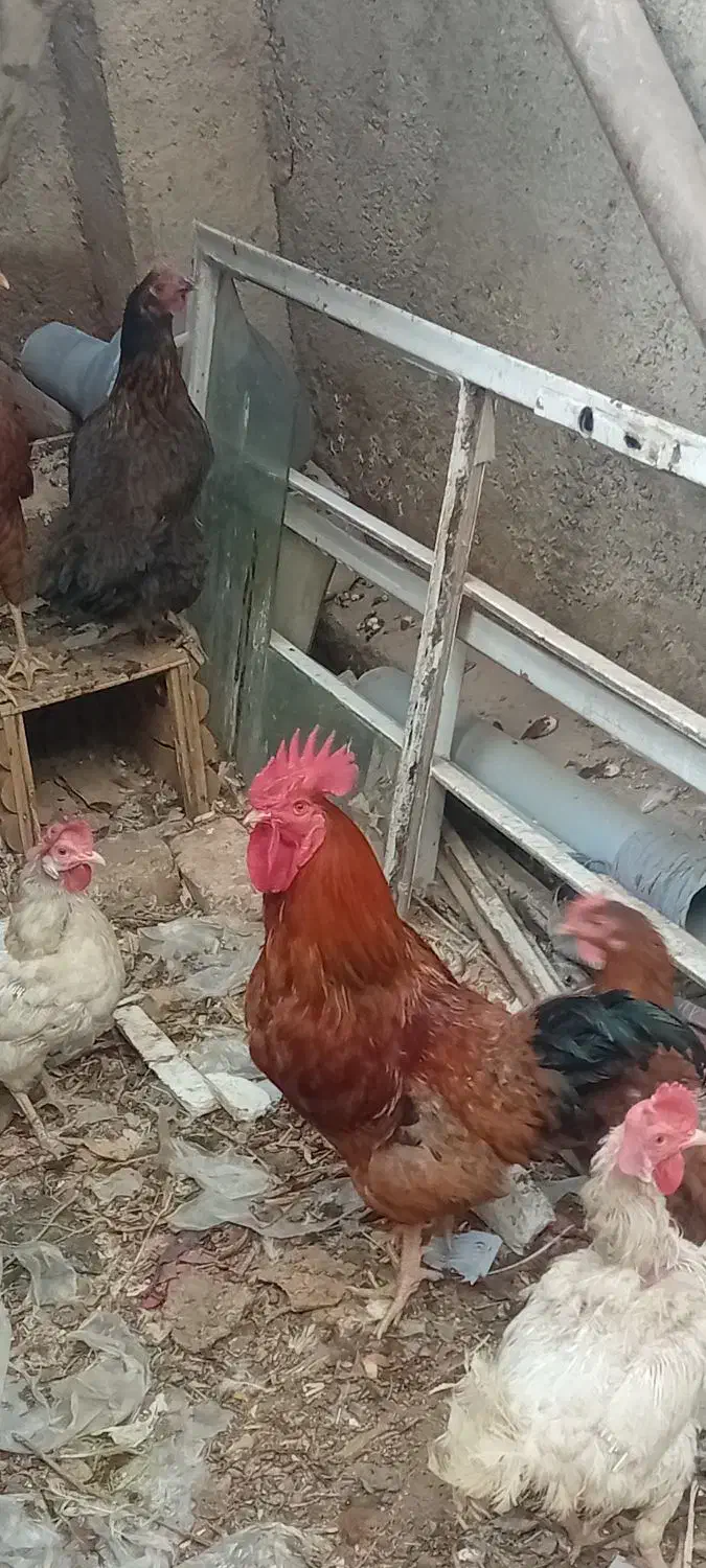 مرغ محلی|حیوانات مزرعه|نیشابور, فخریه|دیوار