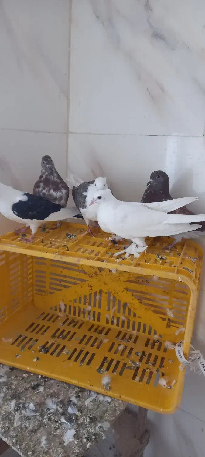 کبوتر پرشی|پرنده|خرمدره, |دیوار