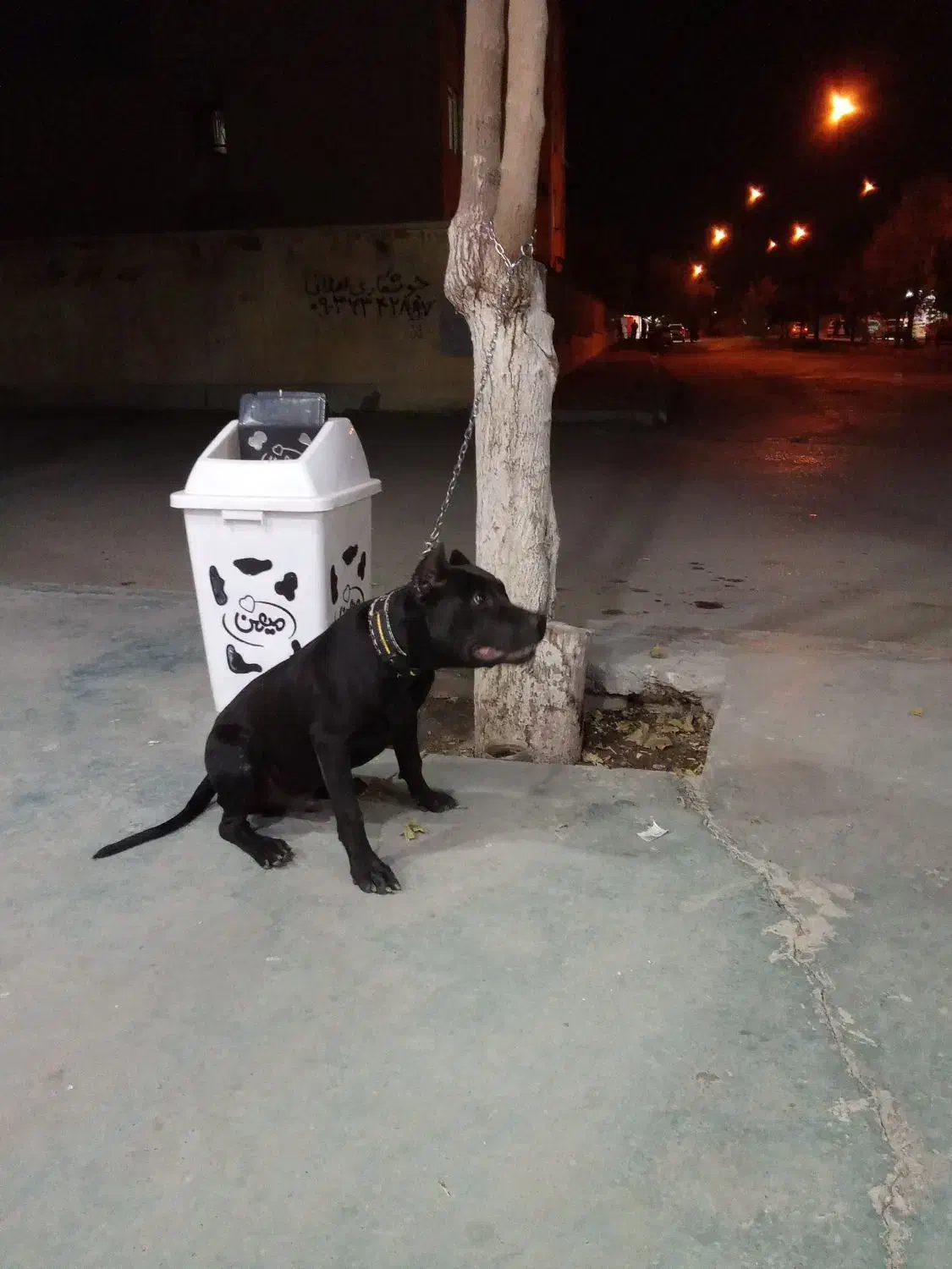 پیتبول اصیل نر|سگ|کرمانشاه, |دیوار