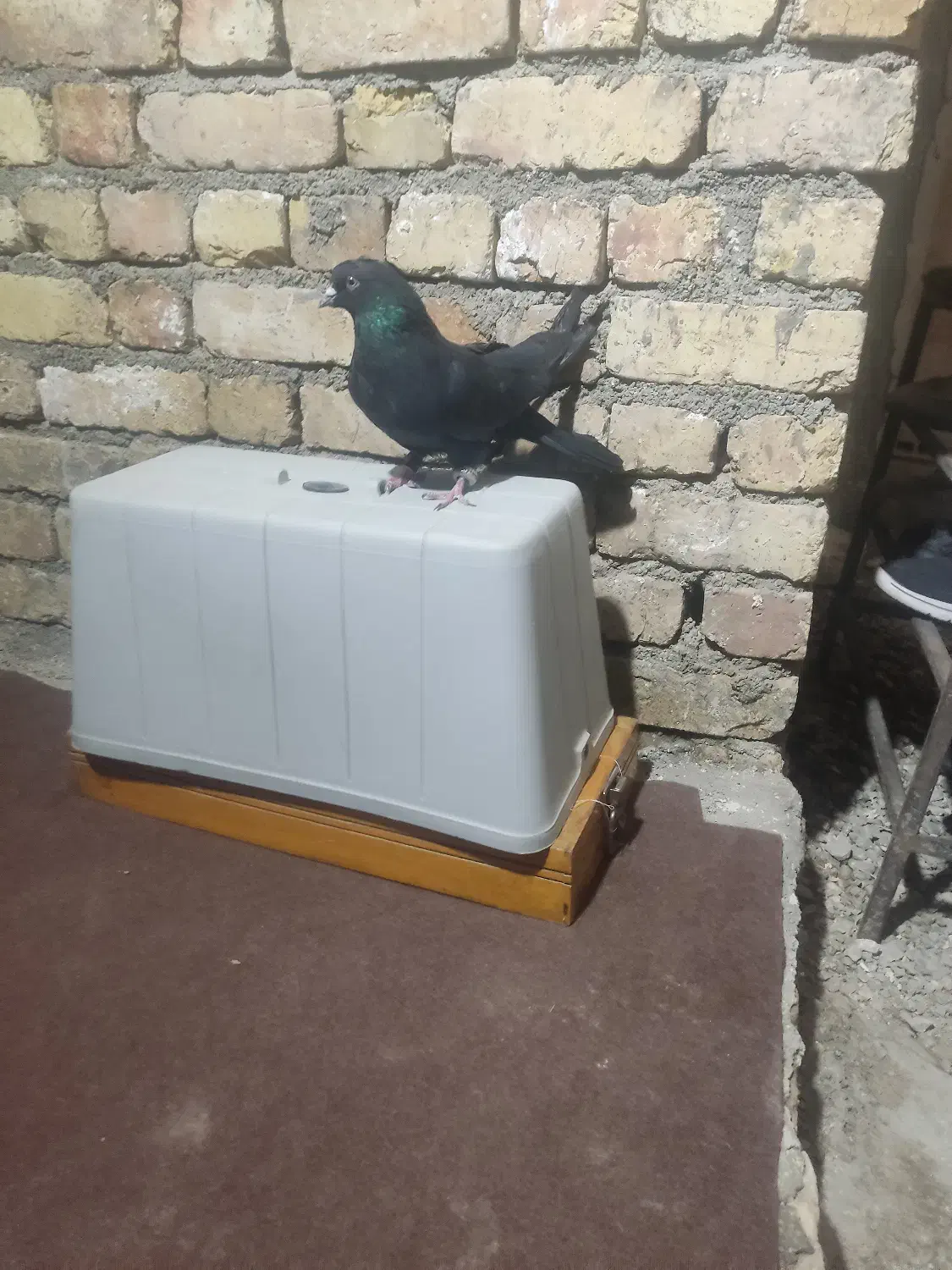 کفتر دولا پر|پرنده|بروجن, |دیوار