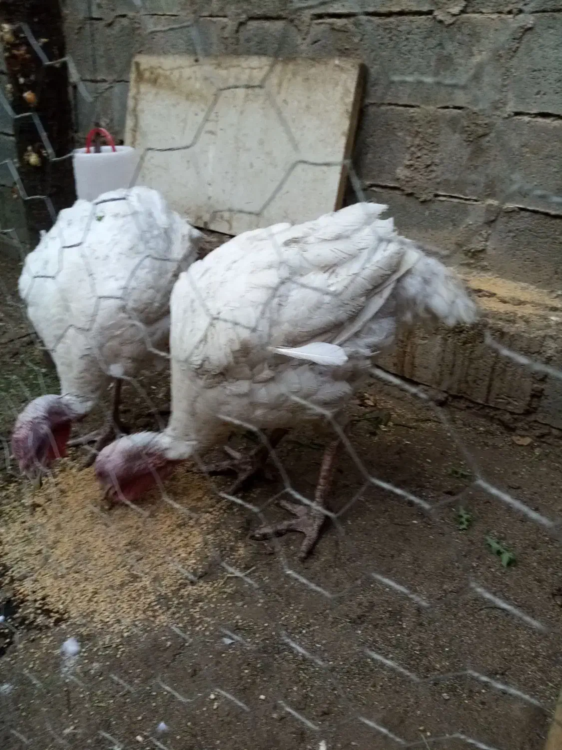 بیوتی سفید محلی|حیوانات مزرعه|بانه, |دیوار