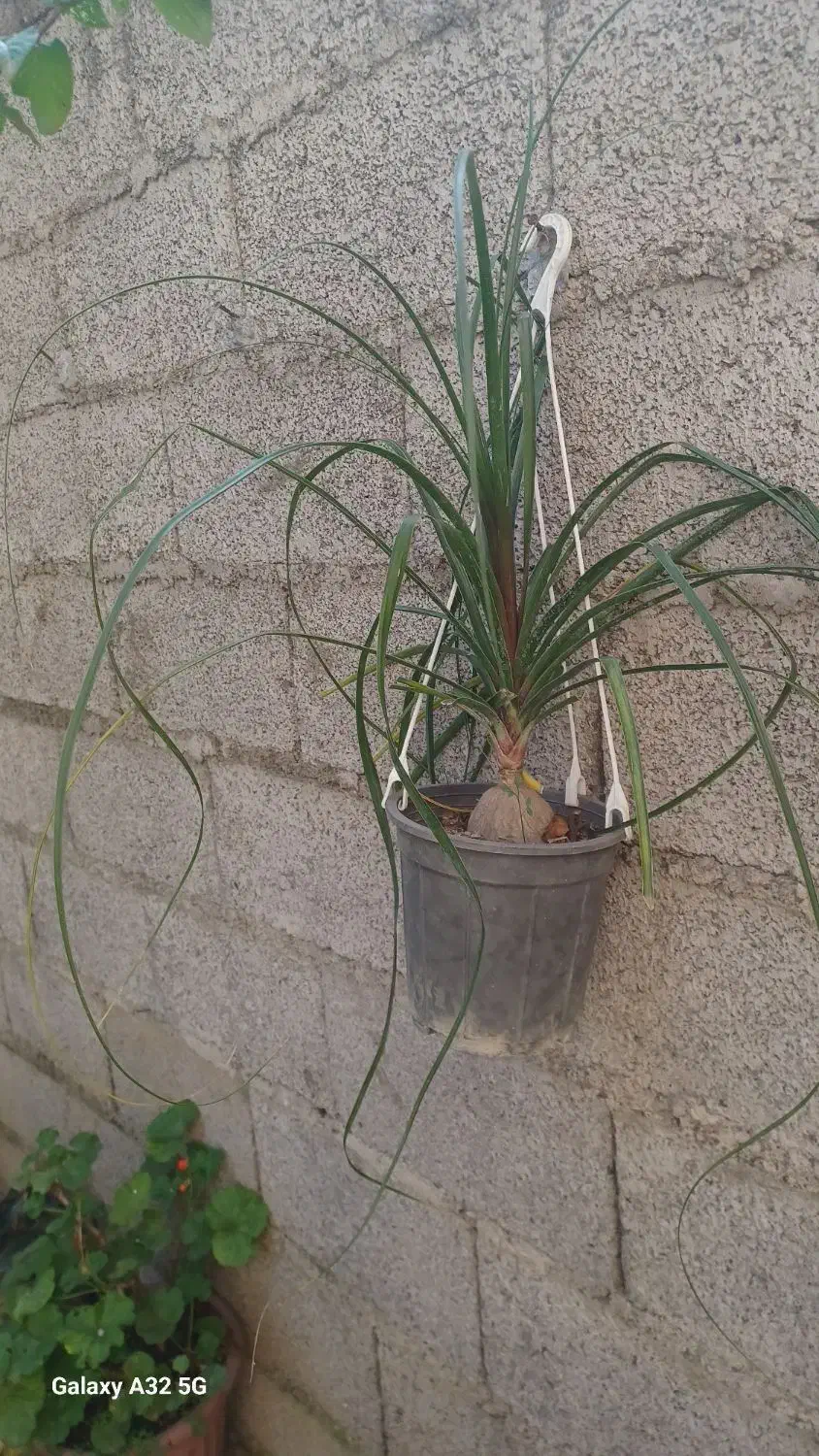 فروش گلهای زیبا|گل و گیاه طبیعی|جیرنده, |دیوار