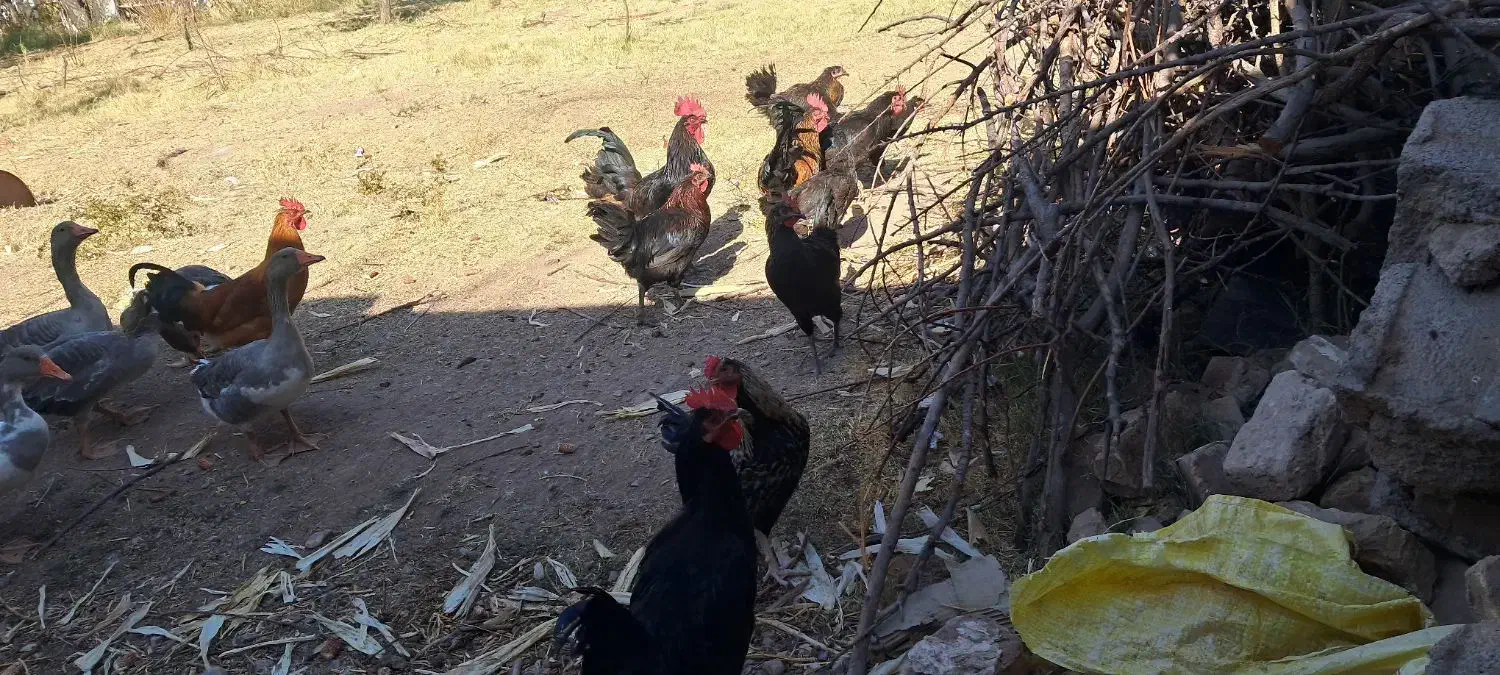 مرغ خروس محلی|حیوانات مزرعه|کرمان, |دیوار