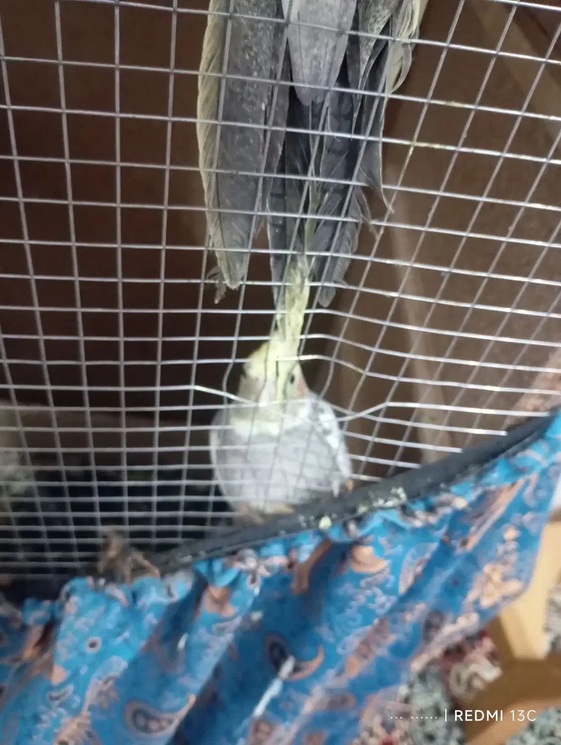 عروس هلندی فوری|پرنده|میناب, |دیوار