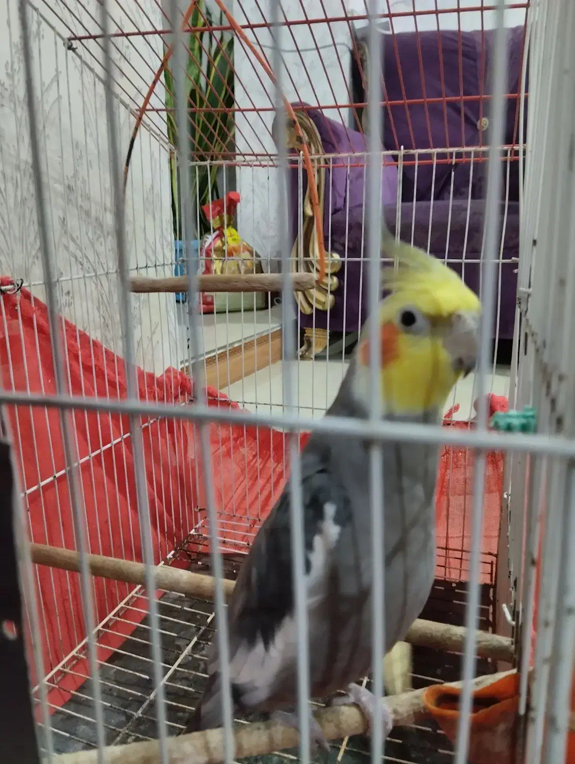 طوطی عروس نر و ماده|پرنده|رشت, آب آسیاب|دیوار