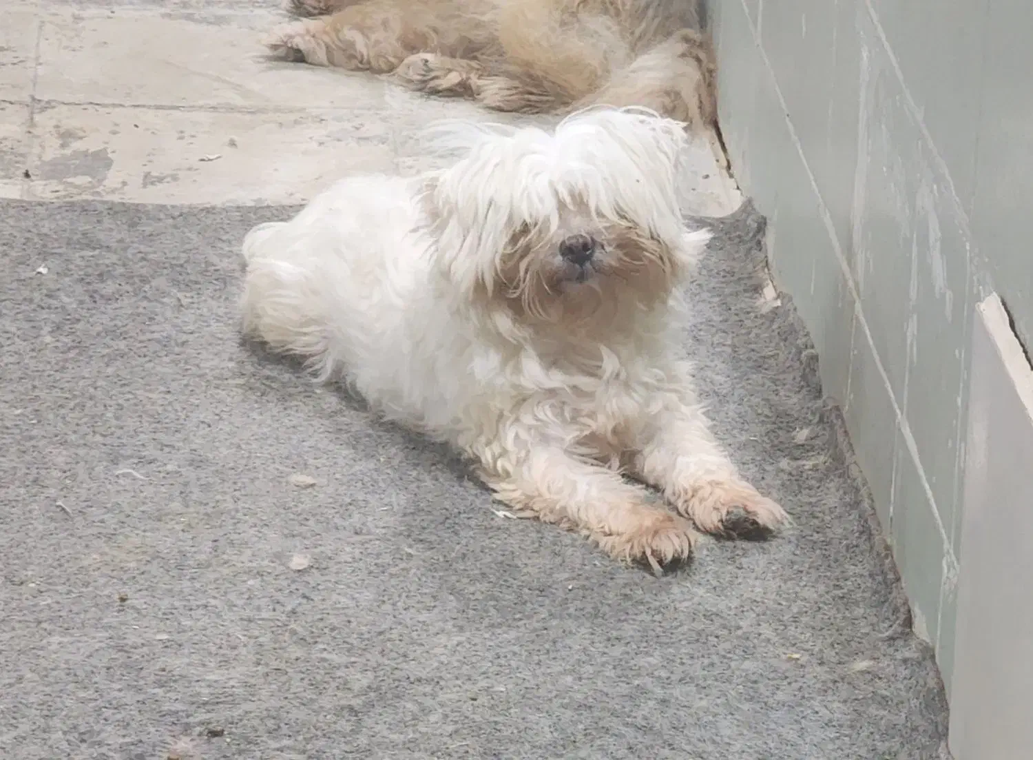 مالتیز|سگ|بومهن, |دیوار