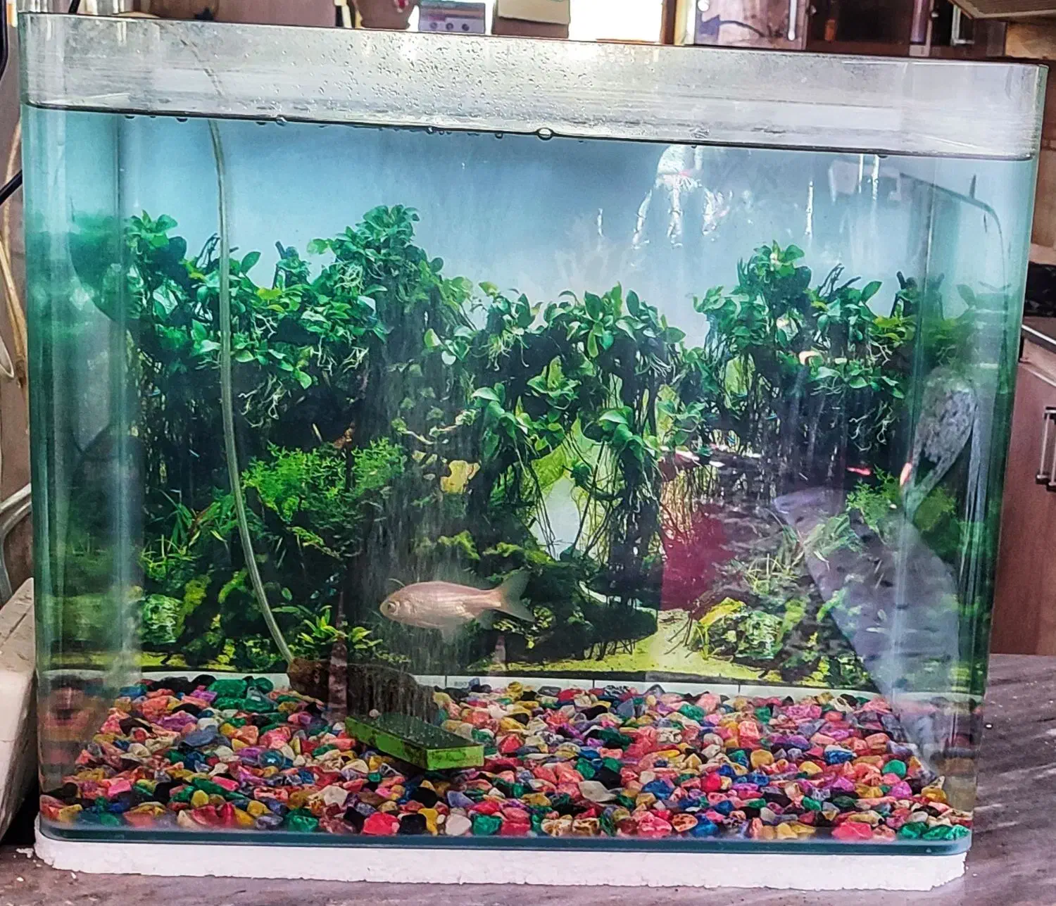 آکواریوم بزرگ سالم شرکتی|ماهی|کرمان, |دیوار