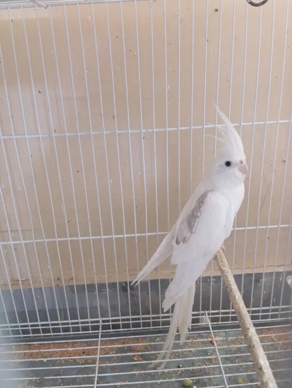 عروس هلندی و گرینچیک|پرنده|چابهار, |دیوار