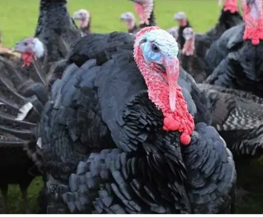 بوقلمون طلا|حیوانات مزرعه|خرم‌آباد, |دیوار