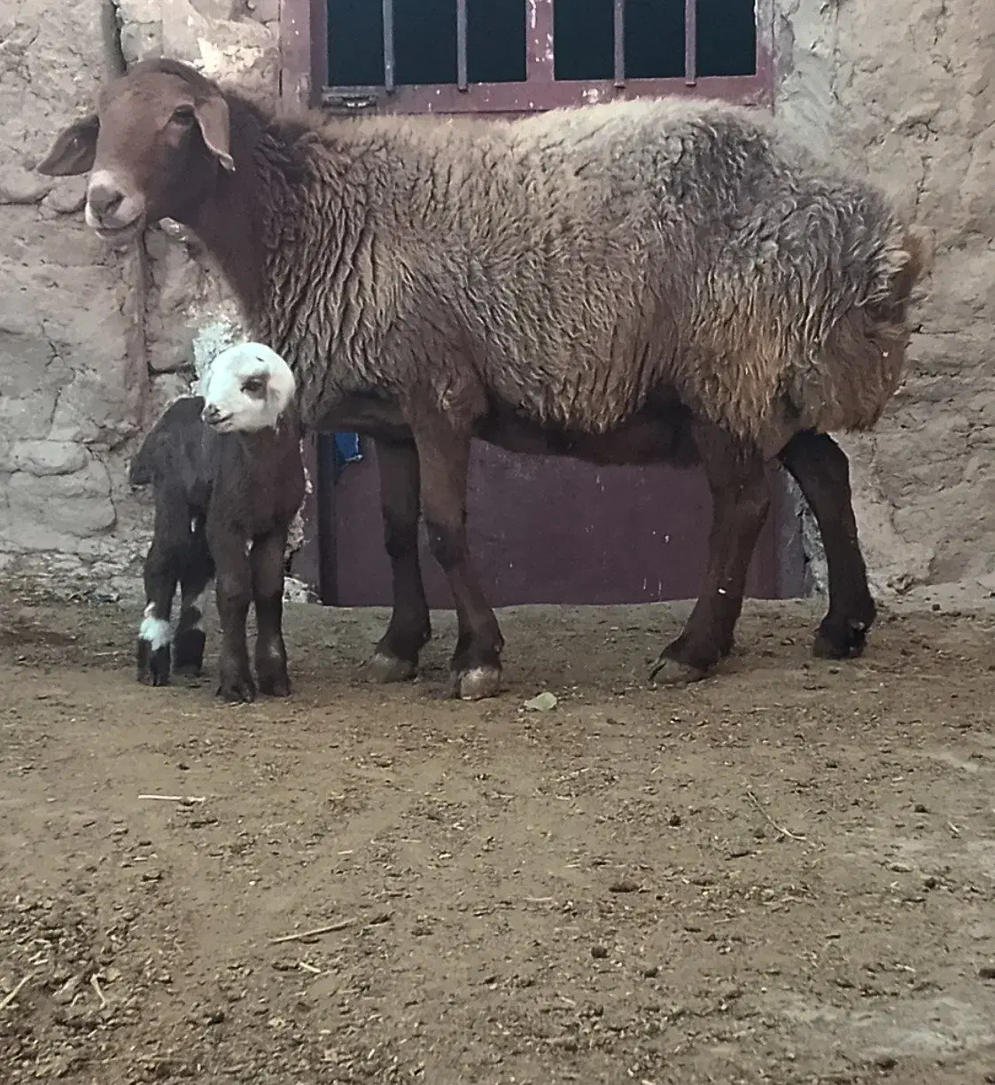 میش بره دار ، میش ابستن ،گوسفند بره|حیوانات مزرعه|شیروان (خراسان), |دیوار