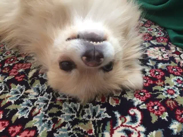 سگ ماده پامرانین|سگ|ایلام, |دیوار