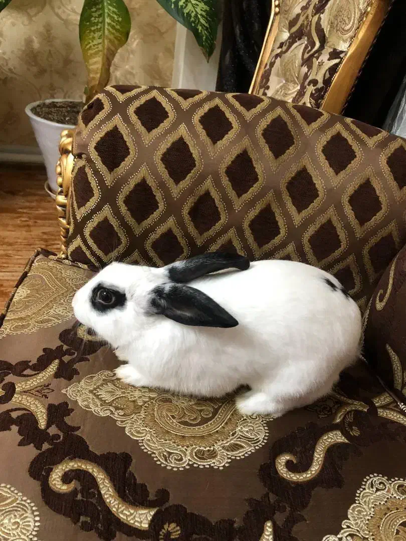 خرگوش نر اهلی به همراه قفس ووسایل|موش و خرگوش|تبریز, |دیوار