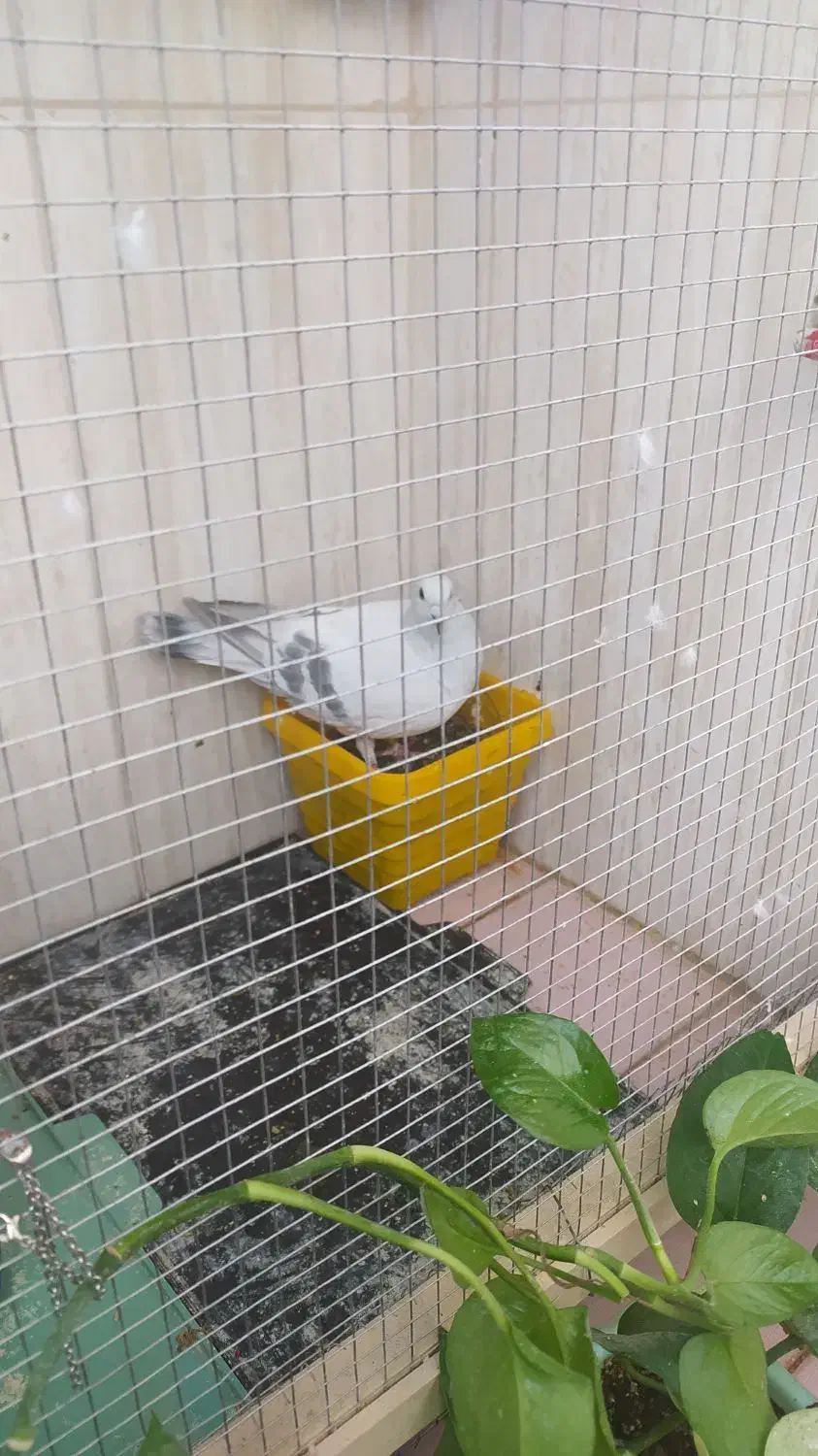 جفت کبوتر|پرنده|بیرجند, |دیوار