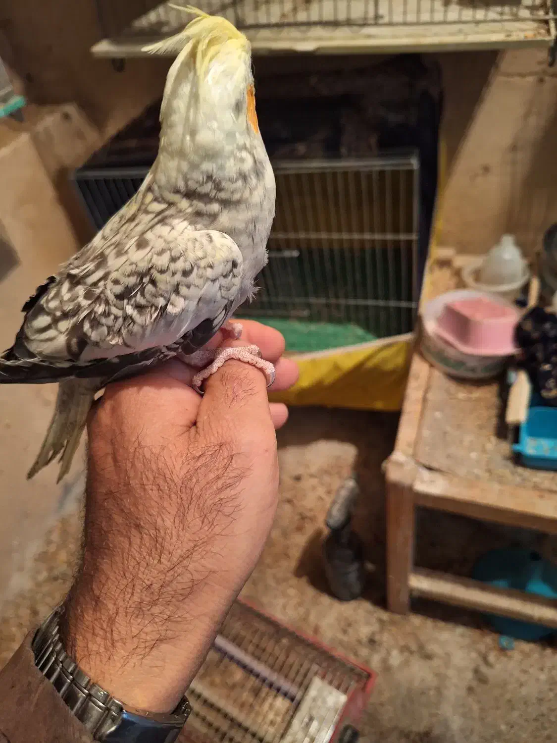 عروس هلندی ماده|پرنده|جونقان, |دیوار