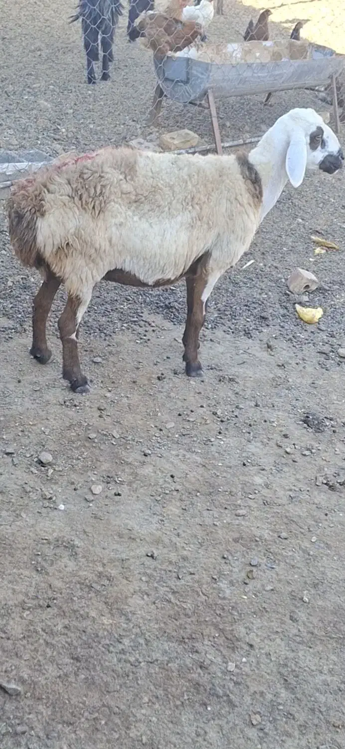 میش و بره|حیوانات مزرعه|سنگان, |دیوار