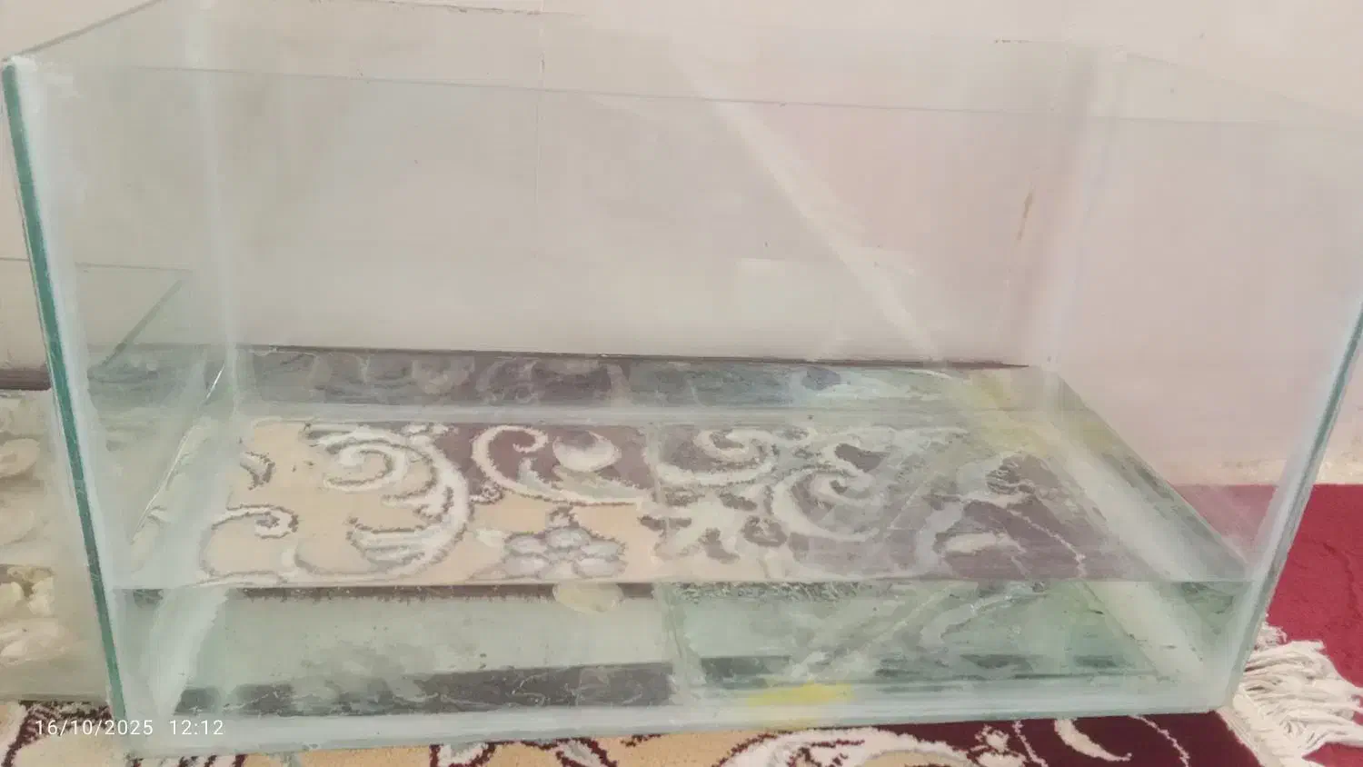 ماهی گوپی با اکواریوم|ماهی|فسا, |دیوار