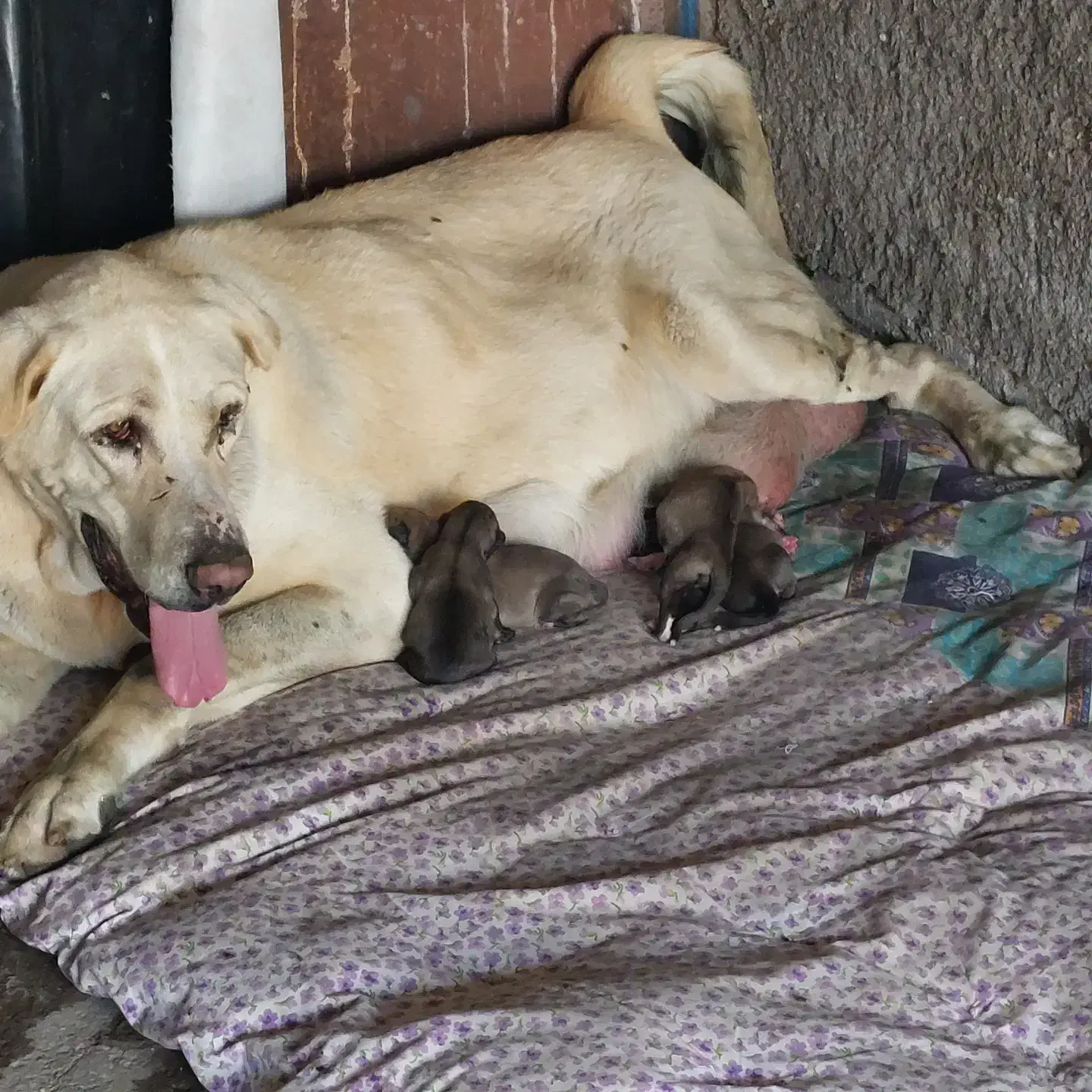 واگذاری ماده پژدر|سگ|مشهد, بلال|دیوار