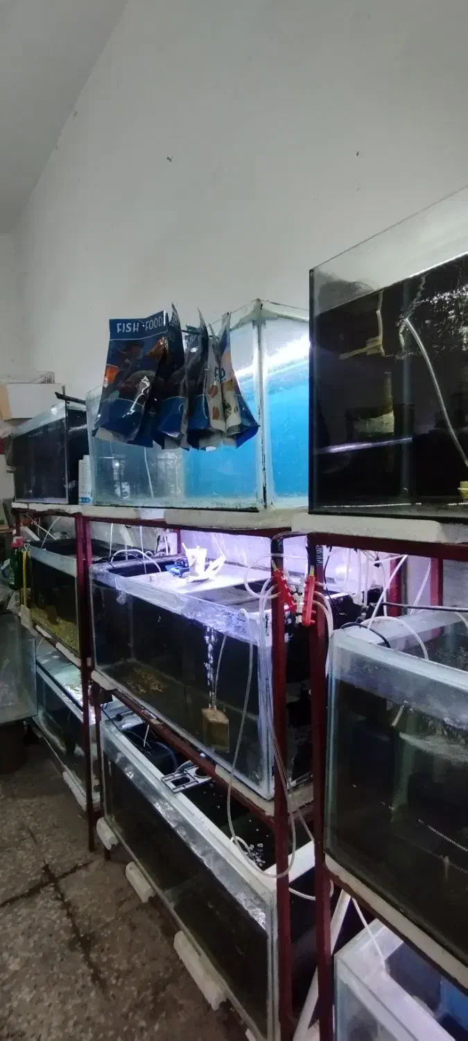 فروش لوازم آکواریوم فروشی|ماهی|سراوان, |دیوار