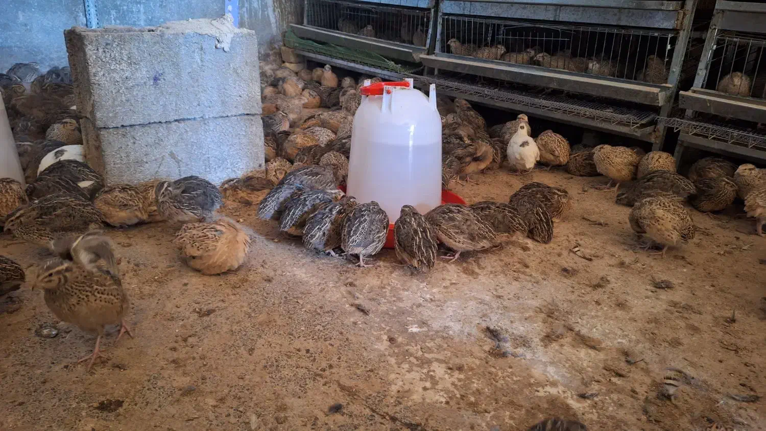 بلدرچین تخم گذار|حیوانات مزرعه|ورزنه, |دیوار