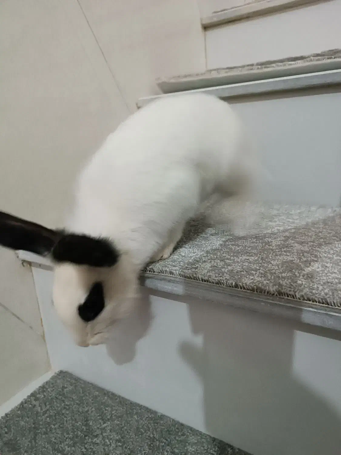 فروش خرگوش|موش و خرگوش|مریوان, |دیوار