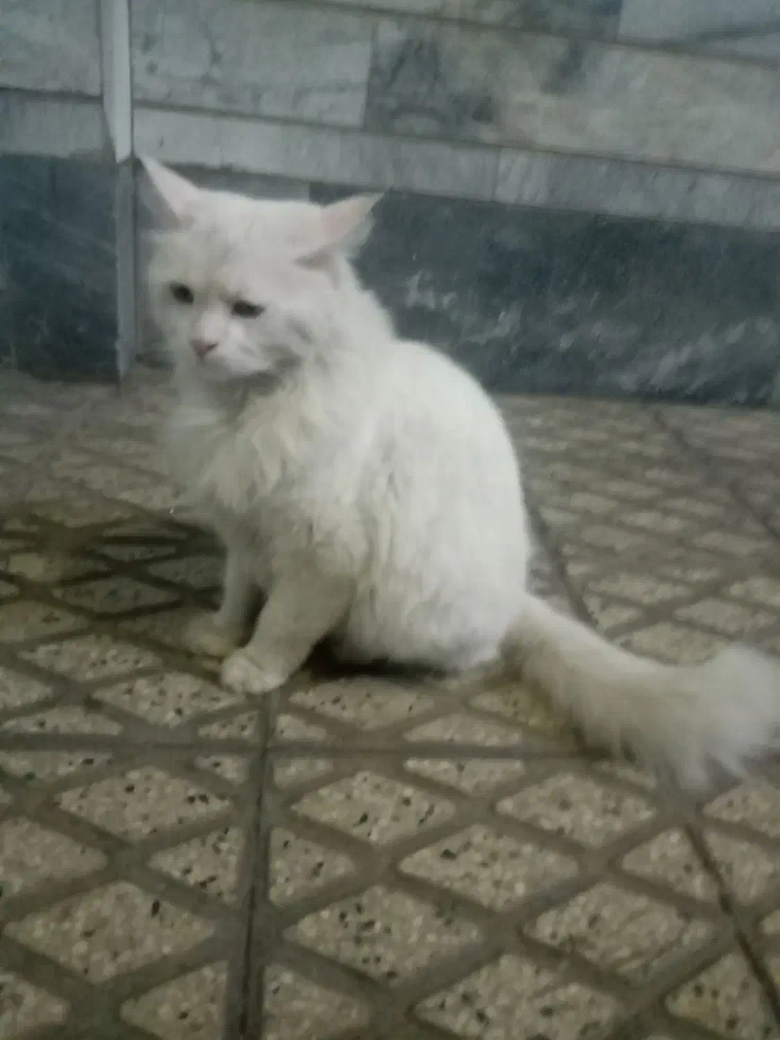گربه گمشده|حیوانات|زنجان, |دیوار
