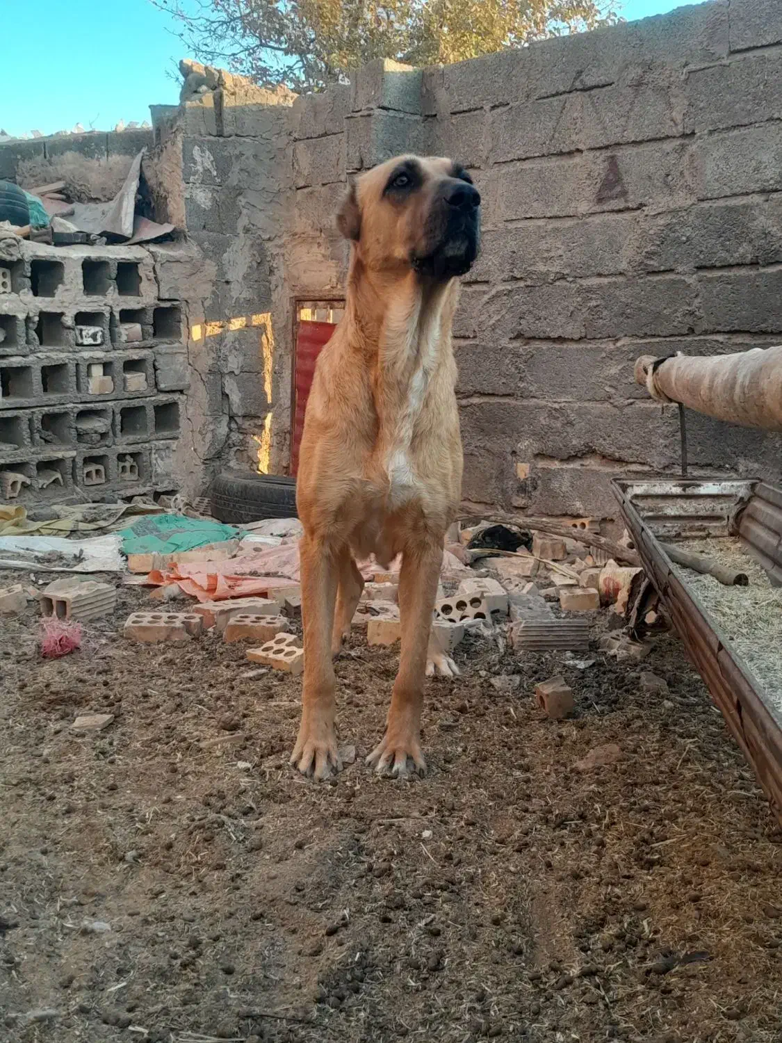 ماده افقانی جفت خورده به ضمانت گله دهن پاکی|سگ|تربت جام, معدآباد|دیوار