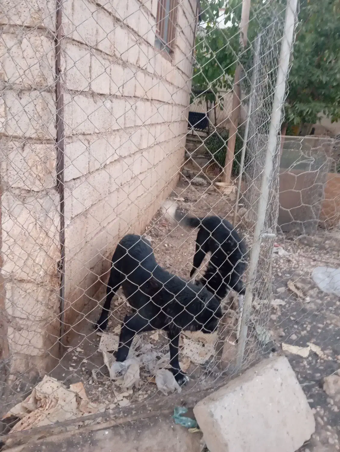 سگ قدرجونی|سگ|عسگران, |دیوار