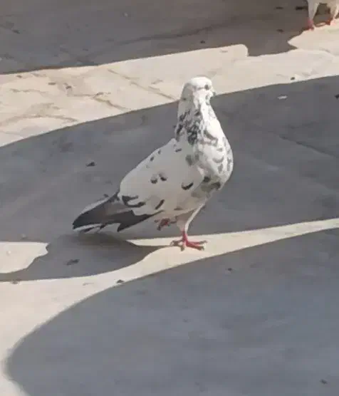 کبوتر گم شده|حیوانات|برخوار, |دیوار