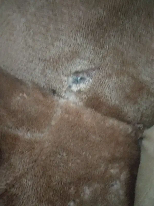 عروسک|اسباب‌بازی بچه|مشهد, محمدآباد|دیوار