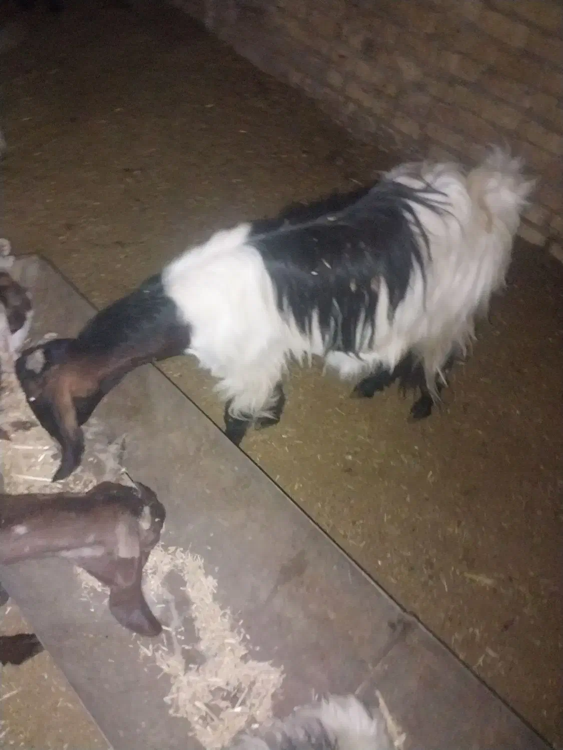 بز وکهره|حیوانات مزرعه|فیروزآباد (فارس), |دیوار