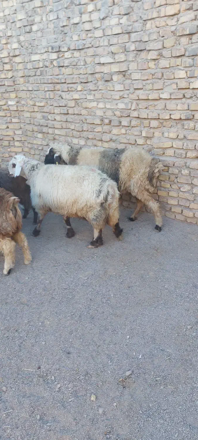 میش تغل چپش اردکان|حیوانات مزرعه|اردکان, |دیوار