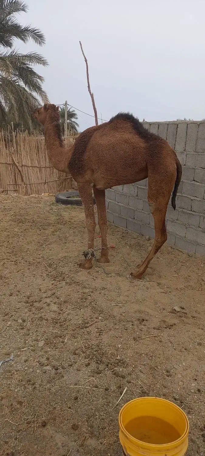 شتر ماده ۴ سال|حیوانات مزرعه|بم, |دیوار