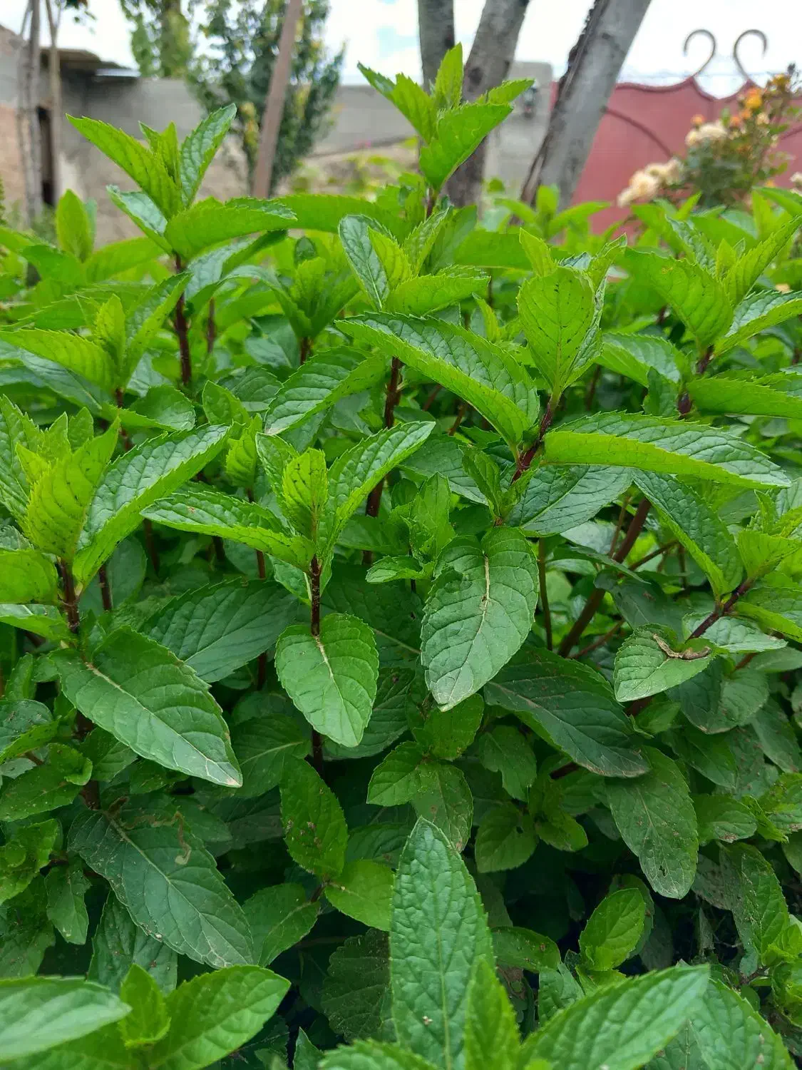 نعناع|گل و گیاه طبیعی|اردبیل, |دیوار