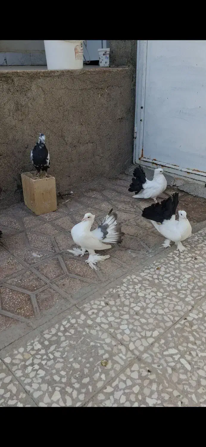 چتری  سینه دمسیاه|پرنده|ساوه, |دیوار