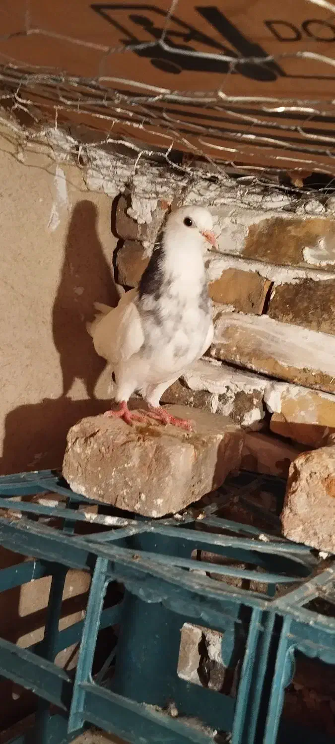 کبوتر ۳ عدد طوقی سبز طوقی الماسی|پرنده|گنبد کاووس, |دیوار